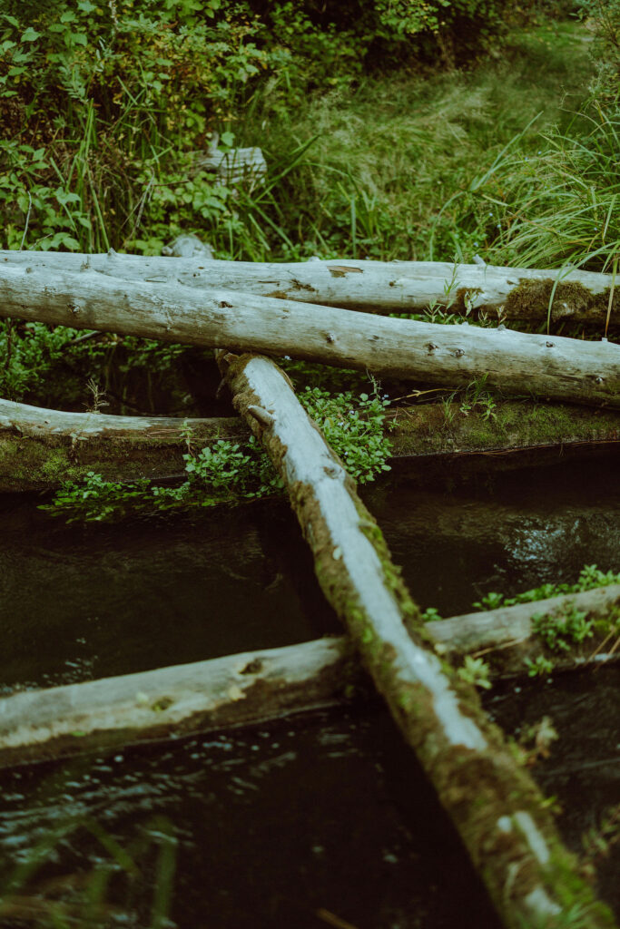 creek with logs