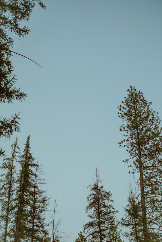 blue hour sky with trees